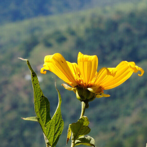 11Nagaland, Mizoram, Tripura & Manipur