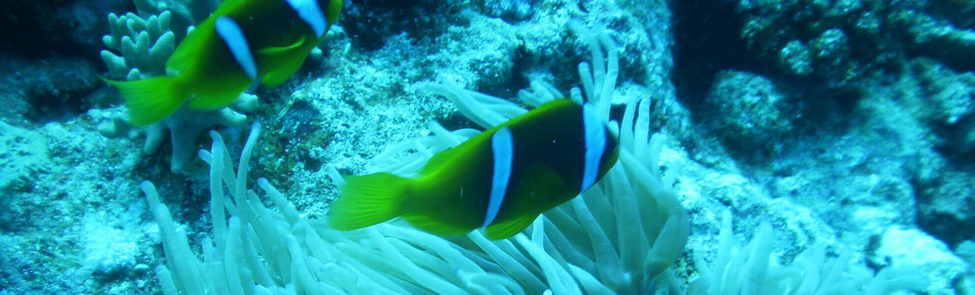 Andaman Scooba Diving