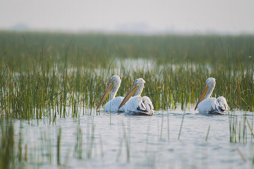 11Nalsarovar Bird Santury