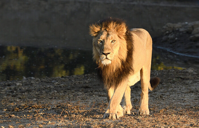 Gir Forest Safari Tour