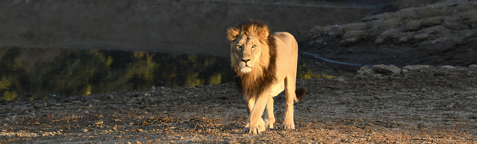 Gir Forest Safari Tour