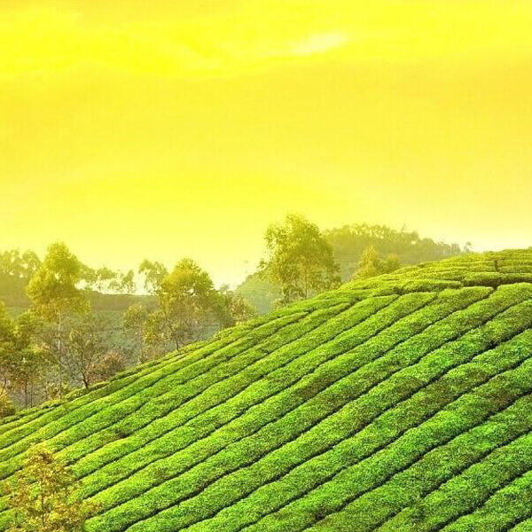 11Best of Kerala