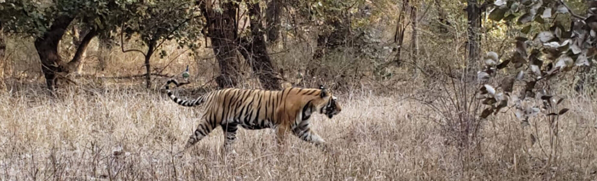 Ranthambore with Jaipur Tour