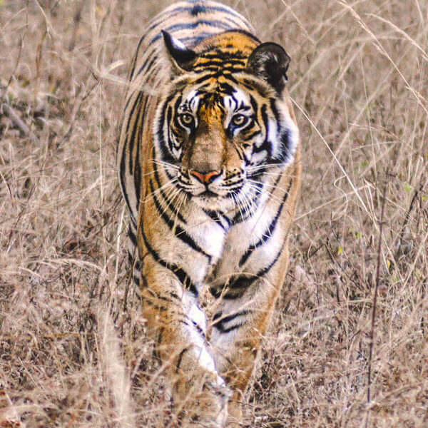 11Ranthambore with Jaipur Tour